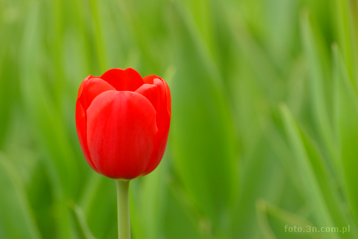 flower; tulip; red tulipan
