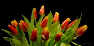 0108-0420; 3872 x 1921 pix; flower, tulip