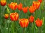 0108-0450; 3419 x 2565 pix; flower, tulip