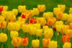 0108-0460; 3872 x 2592 pix; flower, tulip