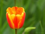 0108-0500; 3414 x 2562 pix; flower, tulip