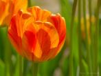 0108-0506; 3080 x 2311 pix; flower, tulip