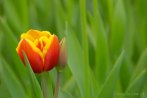 0108-0530; 3863 x 2586 pix; flower, tulip