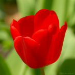 flower; tulip; red tulip