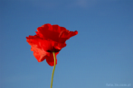 flower; poppy