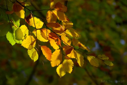 leaf; autumn; branch; beech