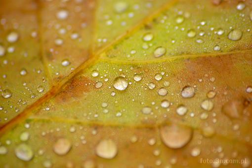 leaf; autumn; dewdrop; drop