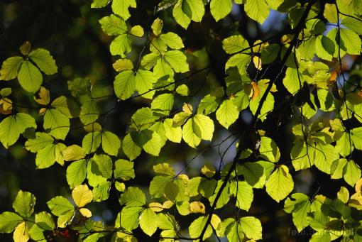 leaf; autumn; branch