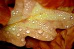 0113-0208; 3872 x 2592 pix; leaf, autumn, dewdrop, drop