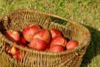 fruit; apple; basket