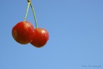 0121-0260; 2455 x 1632 pix; fruit, cherry