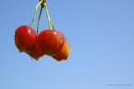 0121-0265; 2600 x 1729 pix; fruit, cherry