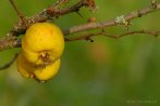 fruit; quince
