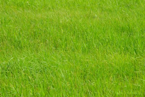 meadow; grass