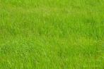 0131-0510; 3872 x 2592 pix; meadow, grass