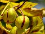chestnut; horse chestnut; conker tree