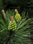 forest; cone; pine; spring