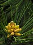 0132-0336; 1921 x 2563 pix; forest, cone, pine, spring