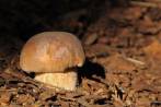 mushroom; boletus