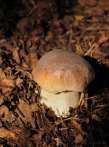 mushroom; boletus