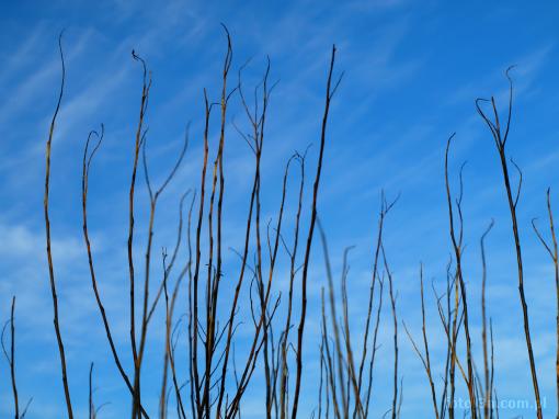 blue sky; branch