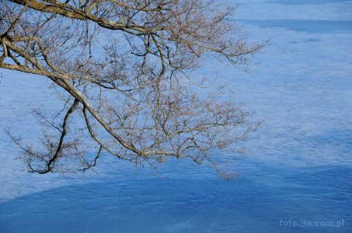 tree; branch; ice
