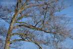 0170-0300; 4288 x 2848 pix; tree, branch, ice
