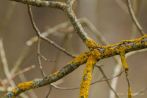tree; branch; lichen