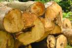 0180-0031; 3245 x 2173 pix; tree, trunk, bark, grain, wood