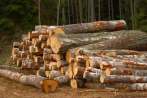 0180-0026; 3754 x 2514 pix; tree, trunk, bark, wood