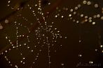 spider's web; cobweb; dew; dewdrop