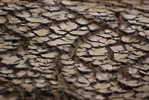 soil; scorched earth
