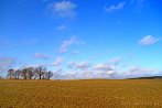 0345-0117; 3702 x 2478 pix; country, field, clouds, tree