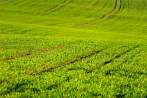 country; field; grass