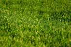 0345-1066; 3195 x 2138 pix; country, field, grass