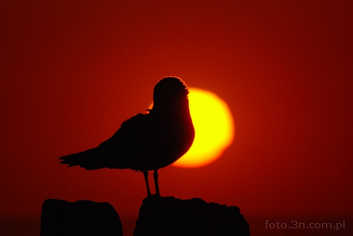 sunset; seagull
