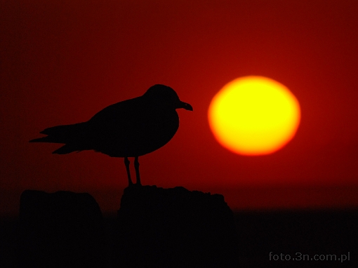 sunset; seagull