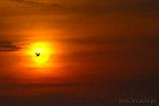 sunset; bird