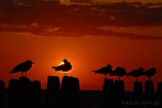 0393-1000; 3872 x 2592 pix; sunset, seagull