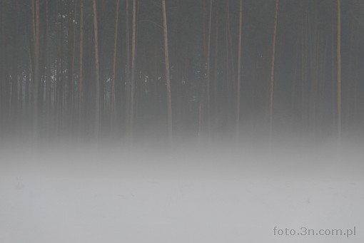 forest; tree; fog; mist; autumn