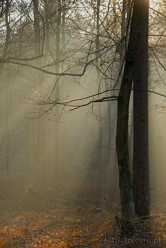forest; tree; fog; mist; autumn; light wisp