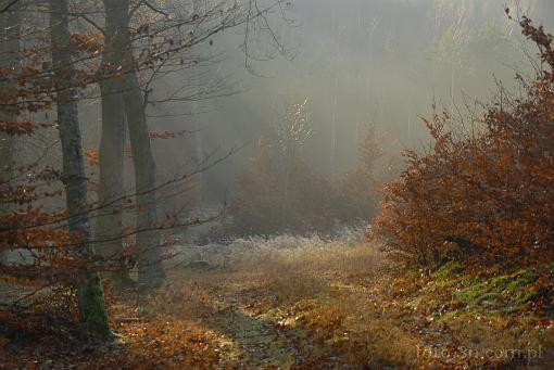 forest; tree; fog; mist; autumn; light wisp