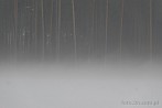 039C-0030; 3765 x 2521 pix; forest, tree, fog, mist, autumn