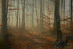 forest; tree; fog; mist; autumn