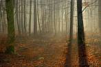 039C-1120; 3872 x 2592 pix; forest, tree, fog, mist, autumn