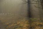 039C-1160; 3872 x 2592 pix; forest, tree, fog, mist, autumn