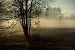 meadow; tree; fog; mist