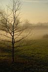 039C-0500; 2546 x 3804 pix; meadow, tree, fog, mist