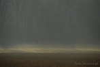 039C-0750; 3872 x 2592 pix; meadow, tree, fog, mist