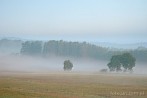 039C-0780; 3711 x 2465 pix; meadow, tree, fog, mist